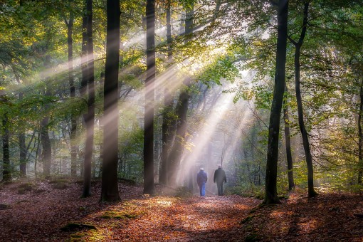 Forest trails