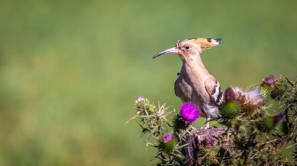 6u9a9830 bewerkt bewerkt
