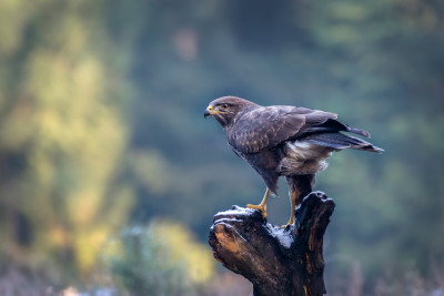 buizerd