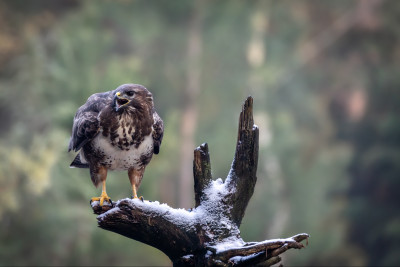 buizerd