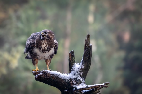 buizerd